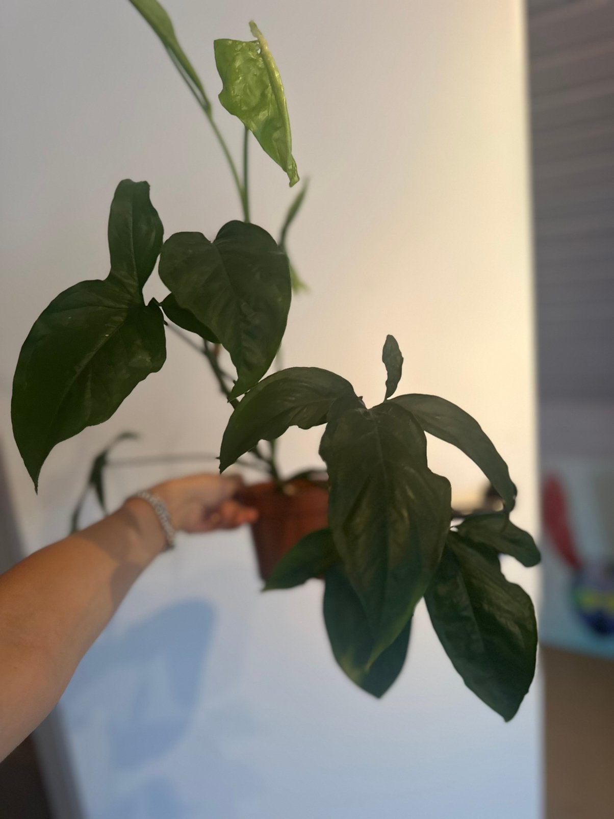 Syngonium kamerplant, Ophalen of Verzenden