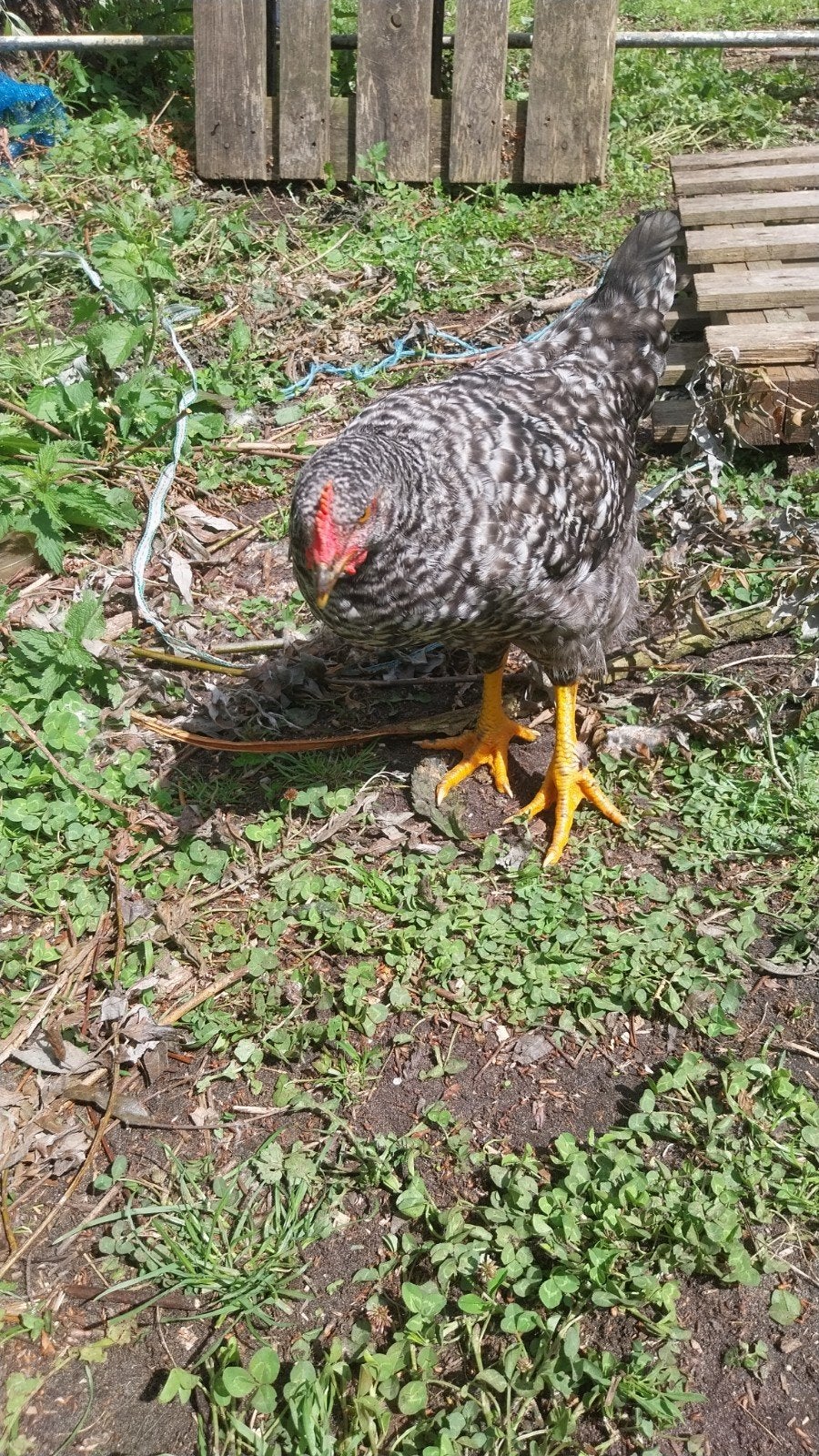 Kuikens april