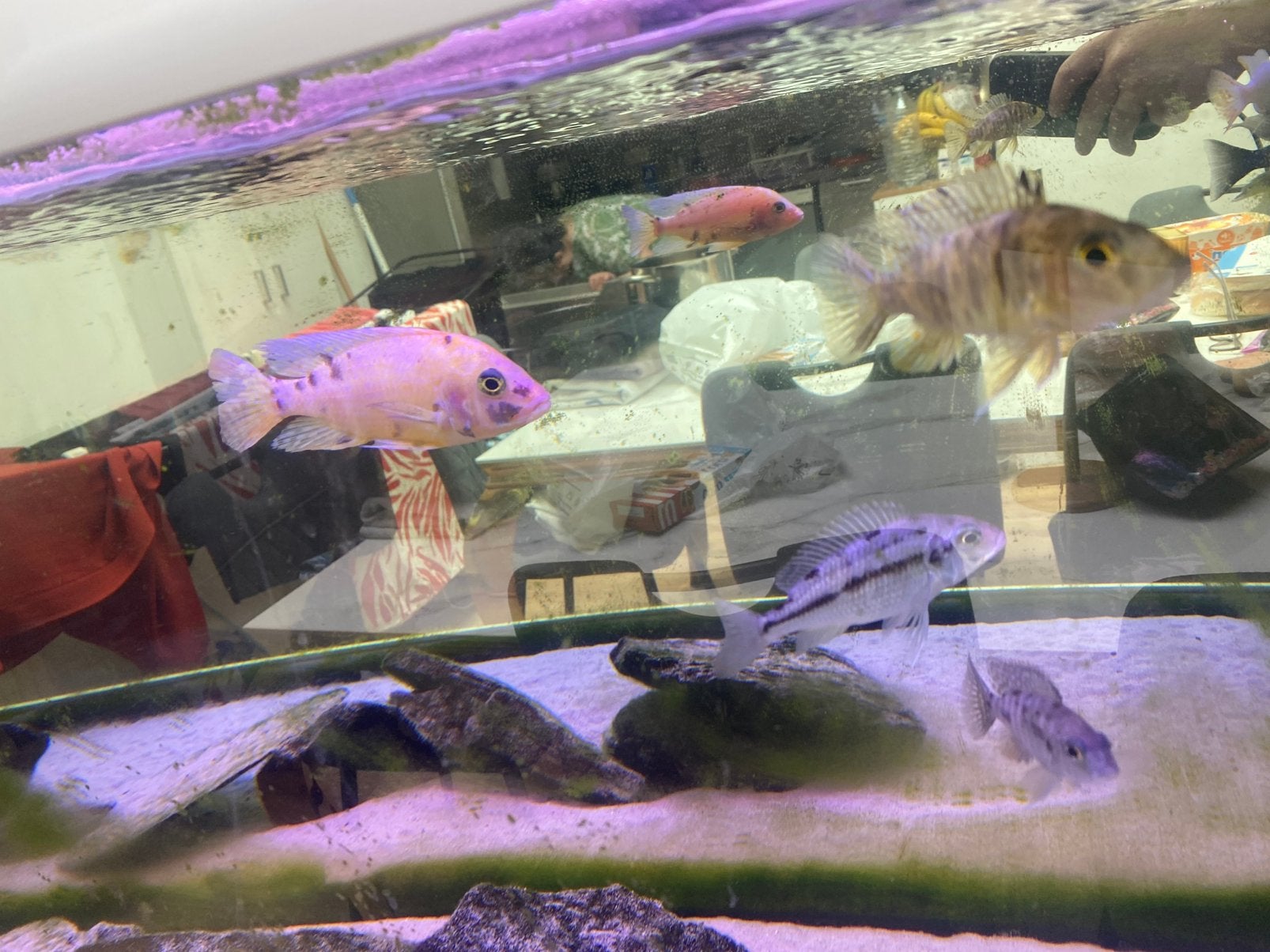 Poisson cichlideé melawi Aulonocara disponible, Dieren en Toebehoren, Vis