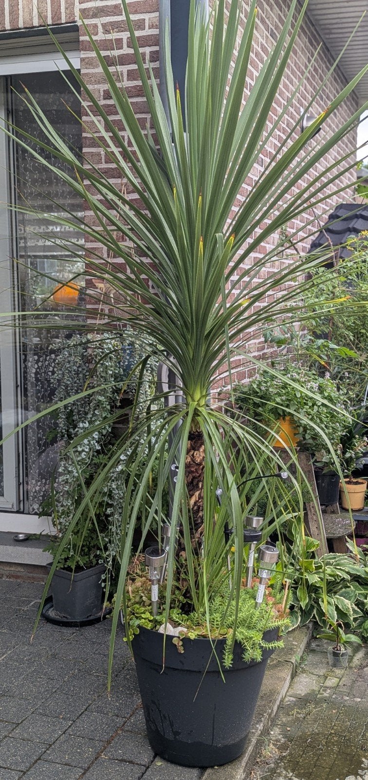 Palm XXL, Tuin en Terras, Ophalen, In pot