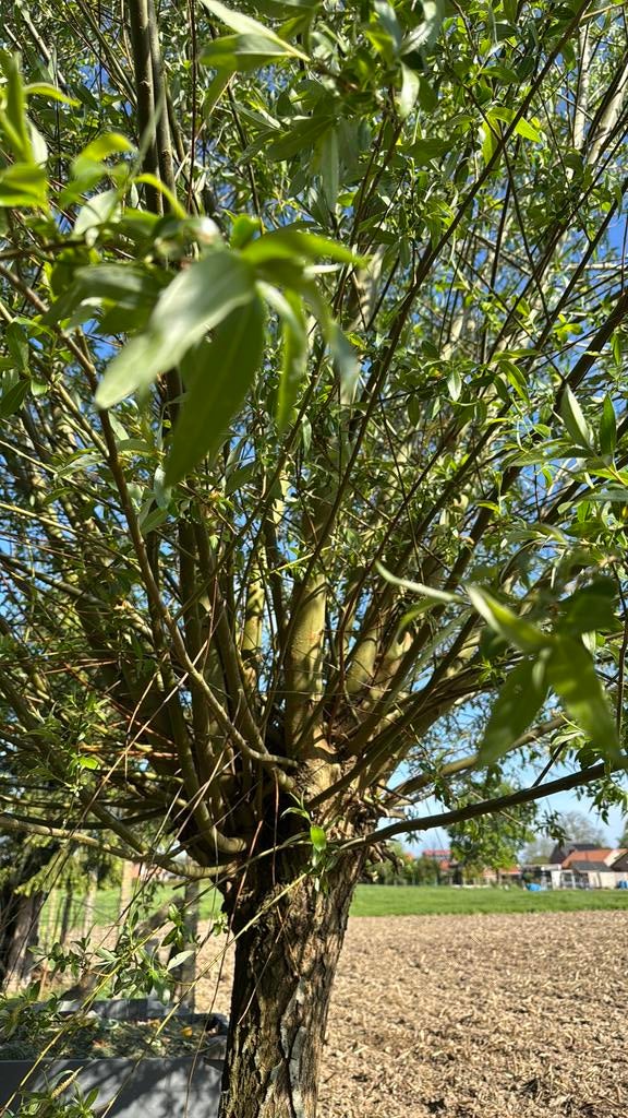 Knotwilgen, Tuin en Terras, Ophalen