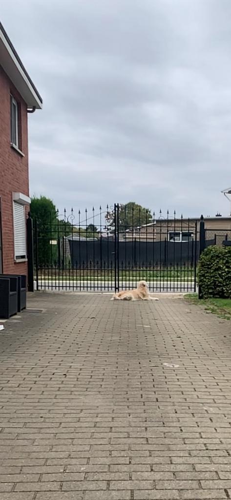Zware ijzeren poort met steunpalen, Ophalen, Gebruikt, 200 cm of meer, IJzer