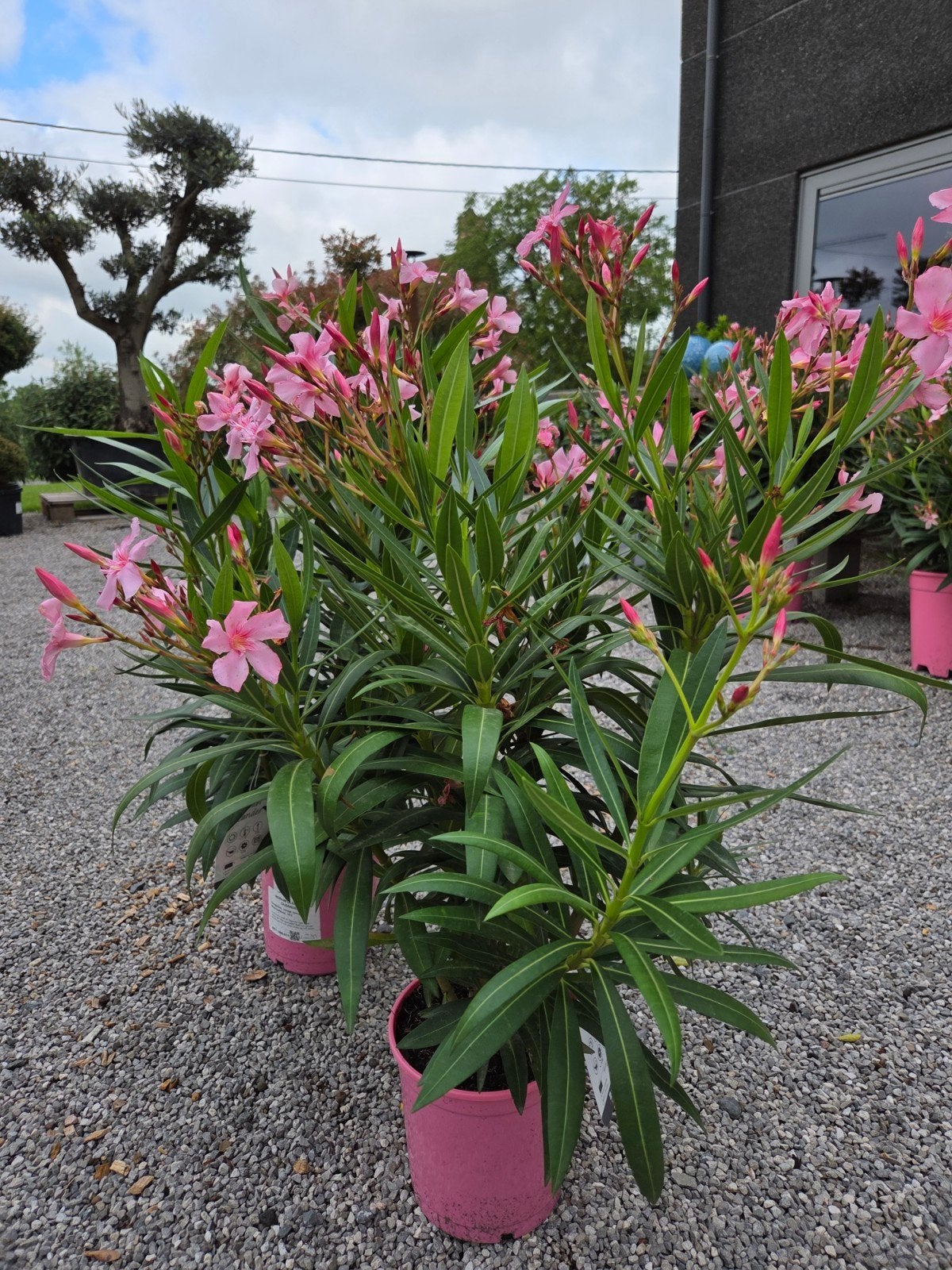 Nerium Oleander Potmaat 17, Ophalen