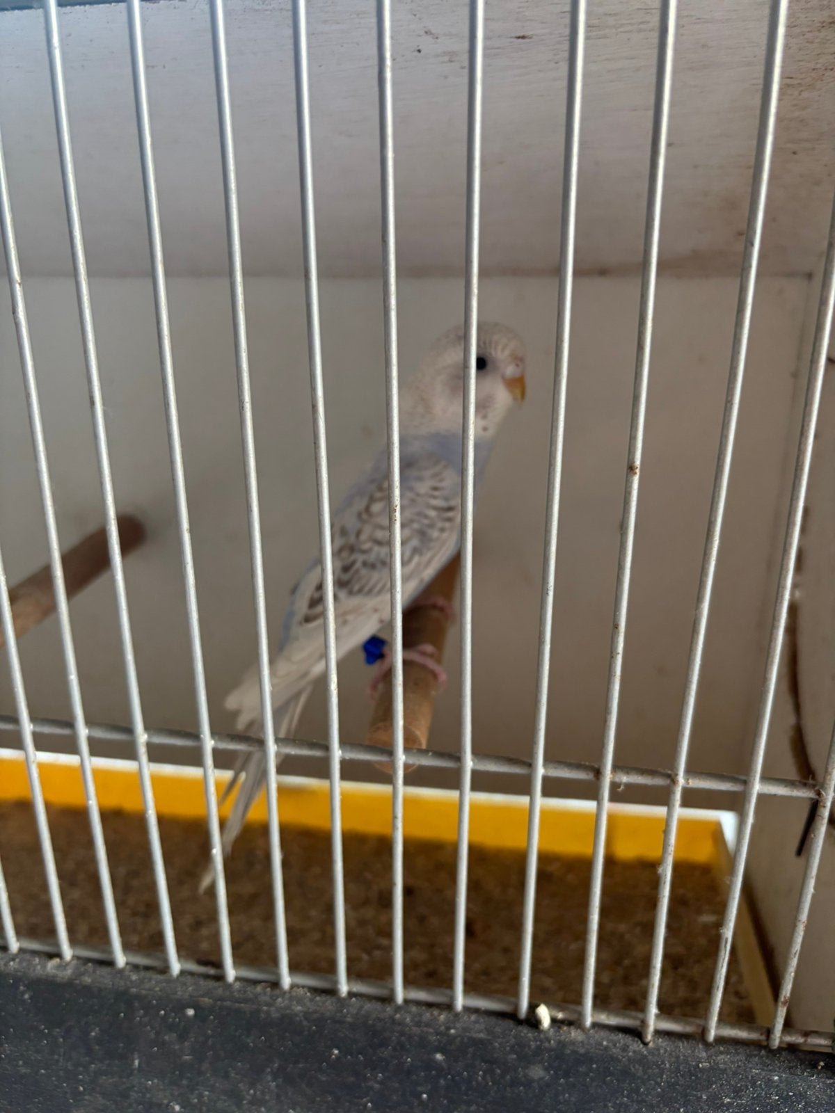 Opaline split blackface split melanistic grasparkiet, Animaux & Accessoires