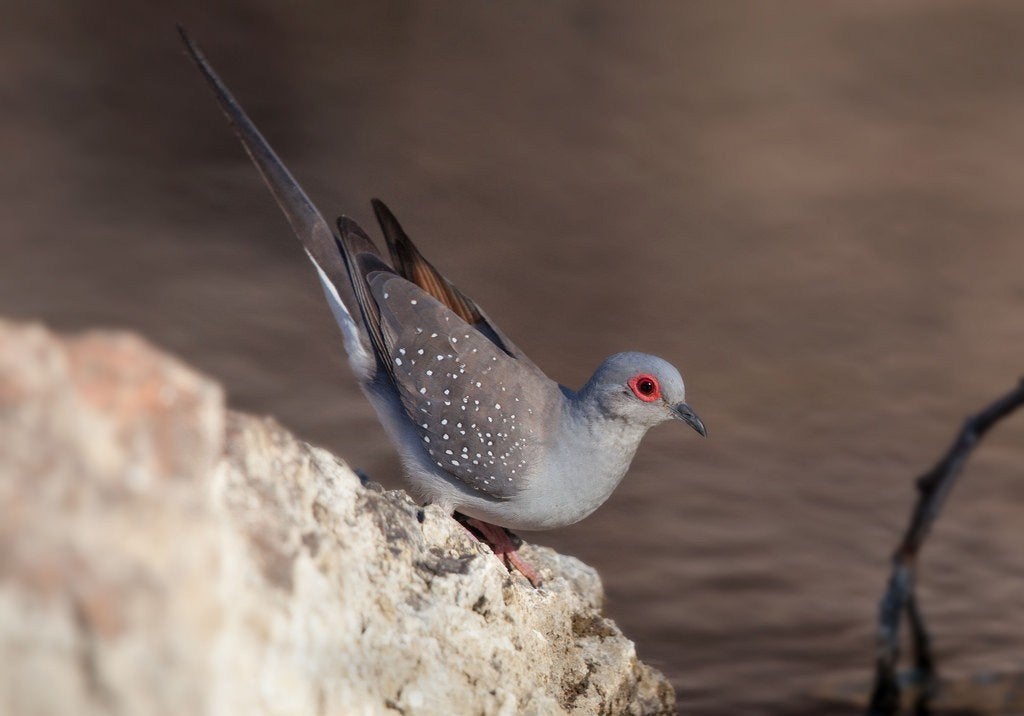 diamantduifjes, Dieren en Toebehoren, Meerdere dieren, Overige soorten