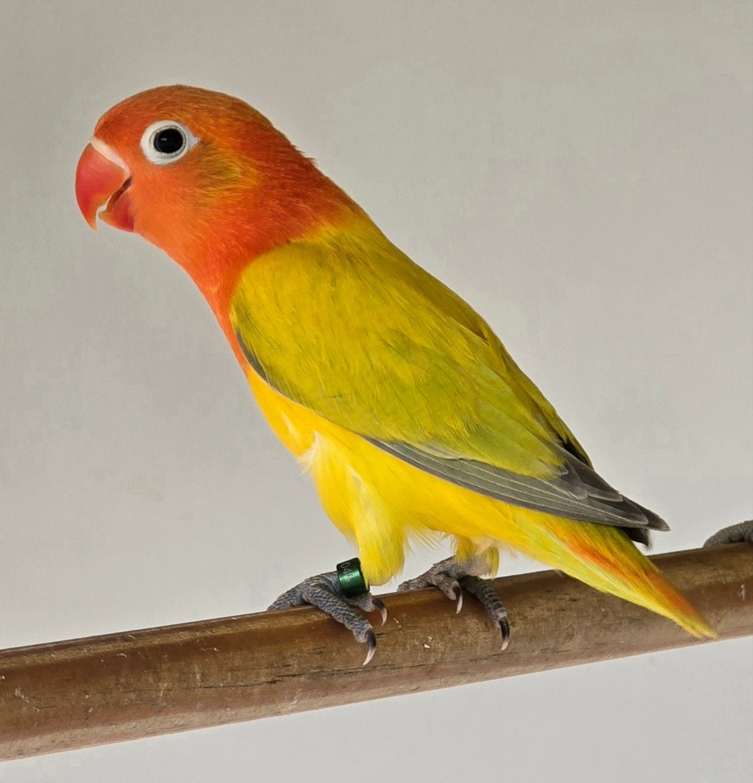 Euwing Opaline Dilute Groen Fischeri Popje 2026, Dieren en Toebehoren, Vrouwelijk, Dwergpapegaai of Agapornis, Geringd