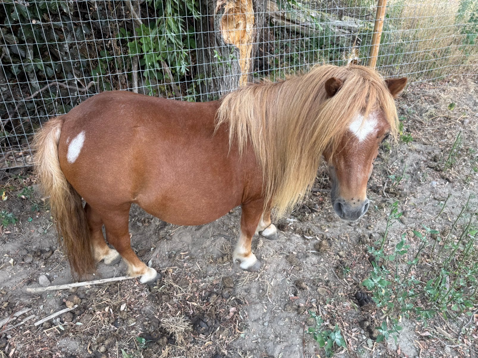 Shetlander merrie