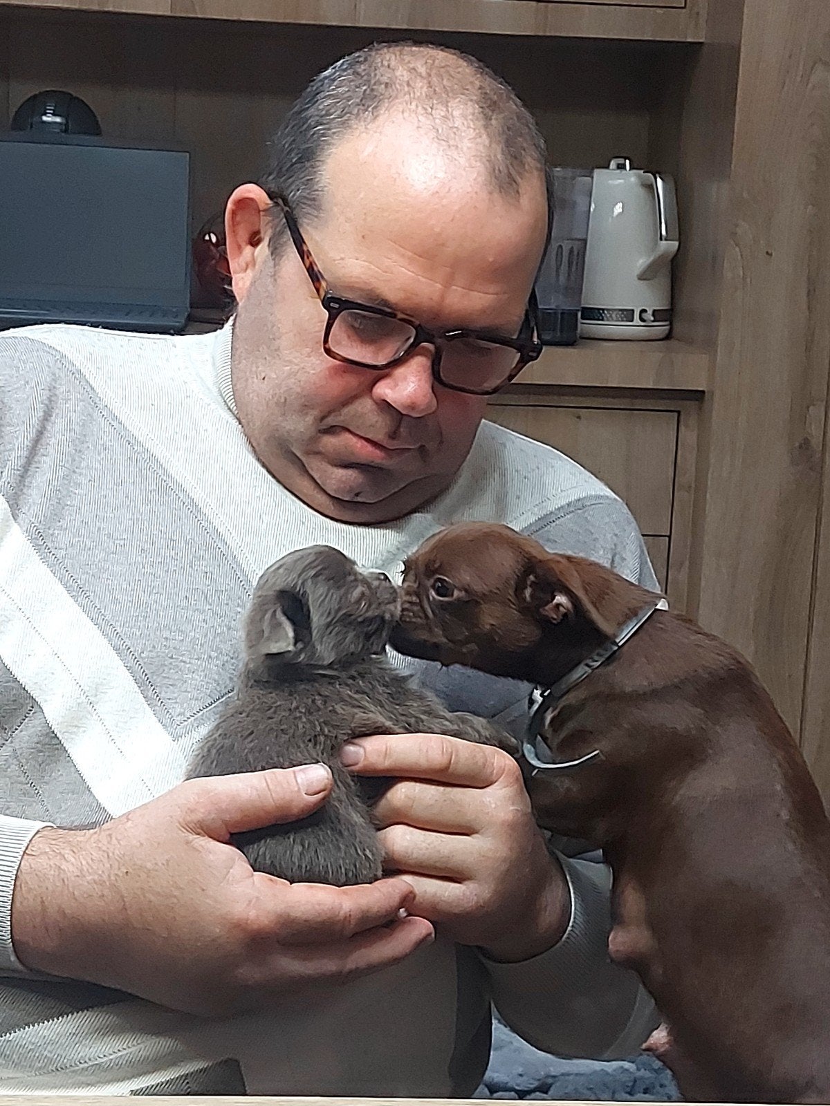 chihuahua puppy's, België, Fokker | Hobbymatig, Overige rassen, 8 tot 15 weken