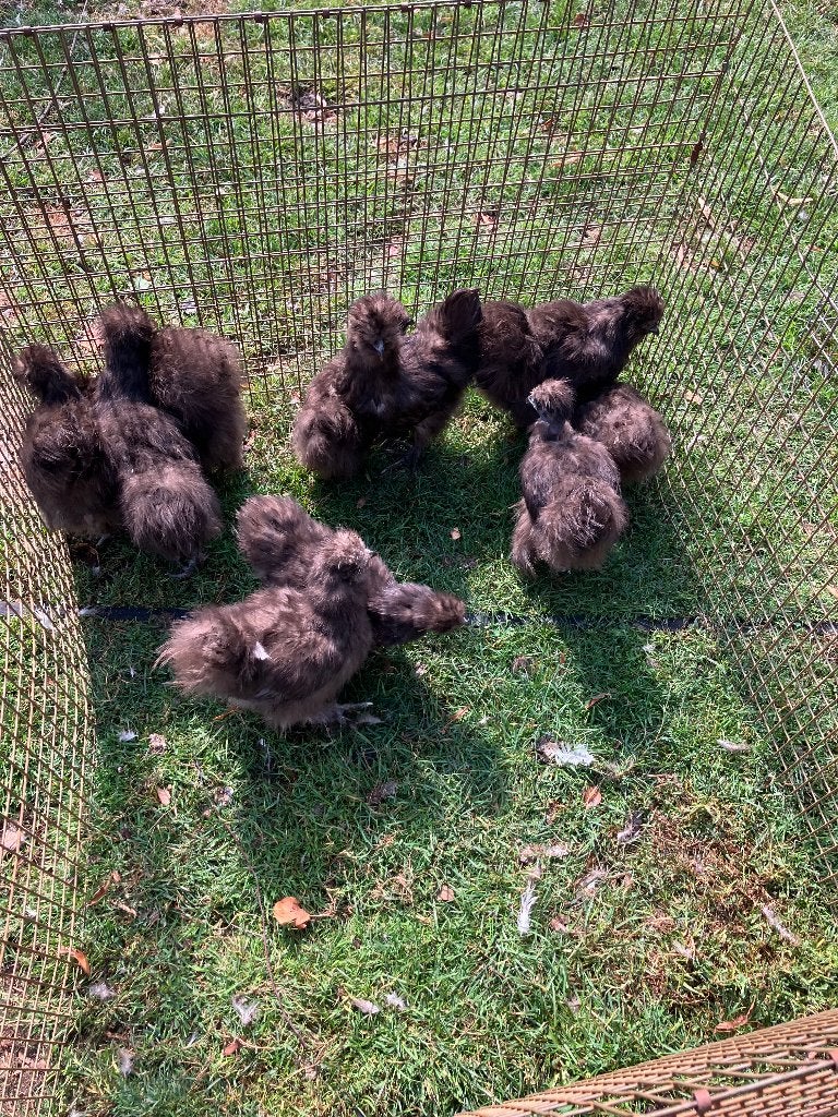 Zijdehoen gebaard choco hennen, Dieren en Toebehoren, Pluimvee, Kip, Vrouwelijk