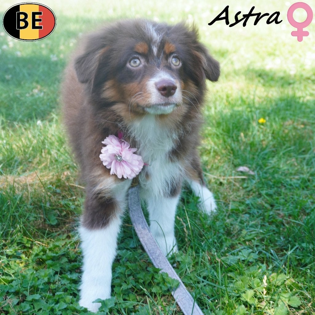Miniature American Shepherd (teefjes) Belgische pups, Dieren en Toebehoren, Honden | Herdershonden en Veedrijvers, Teef, Overige rassen