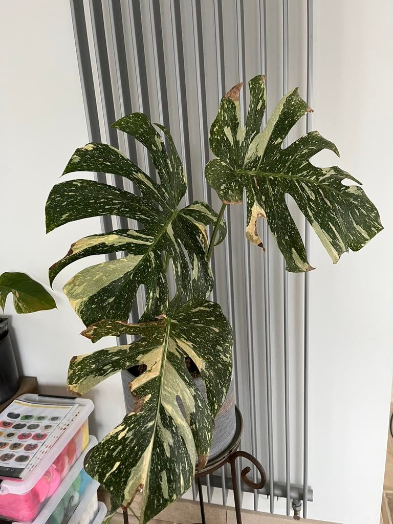 Monstera thai constellation, opruiming plaatsgebrek, Huis en Inrichting, Kamerplanten, Ophalen