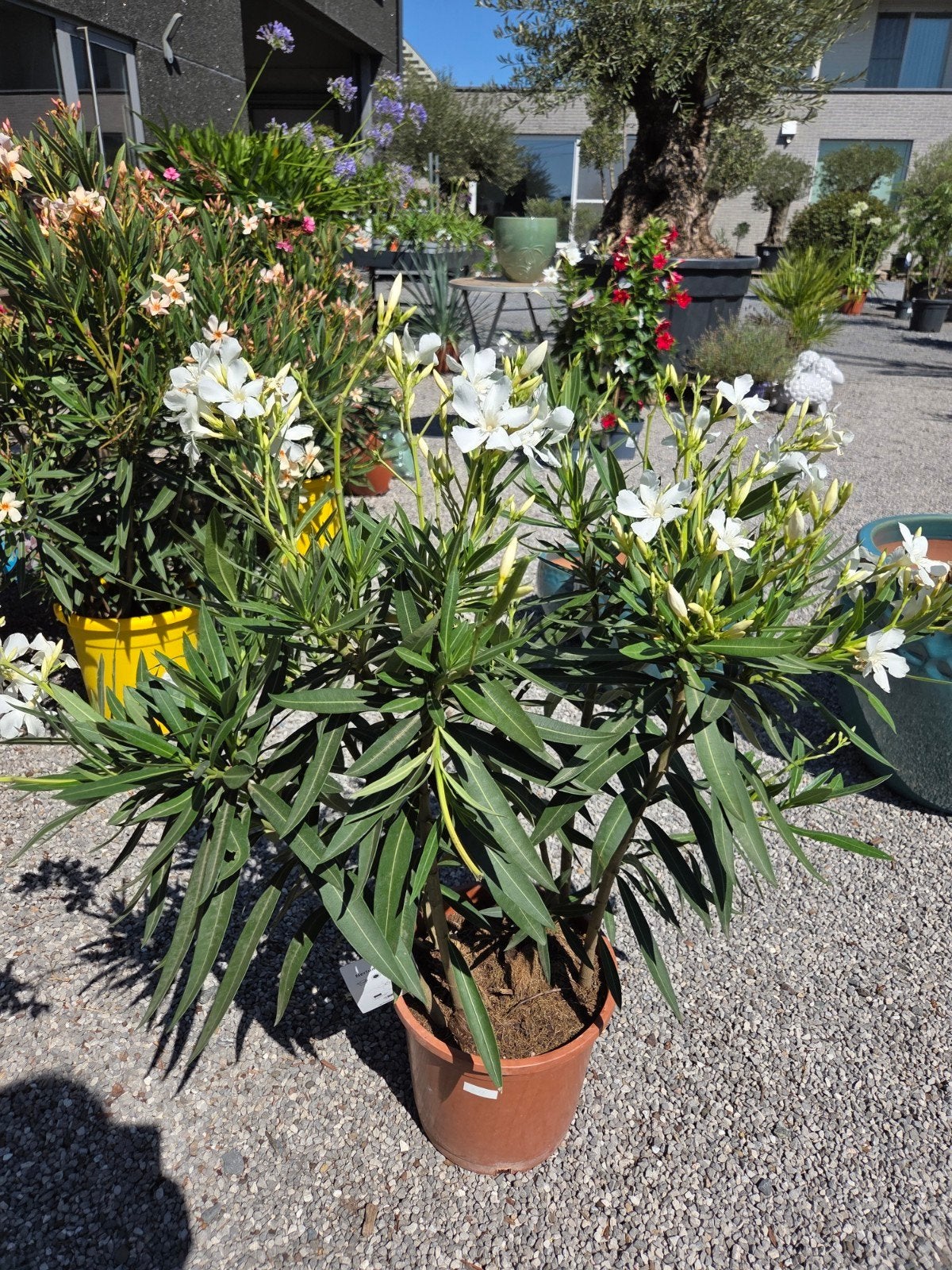 Nerium Oleander, Ophalen