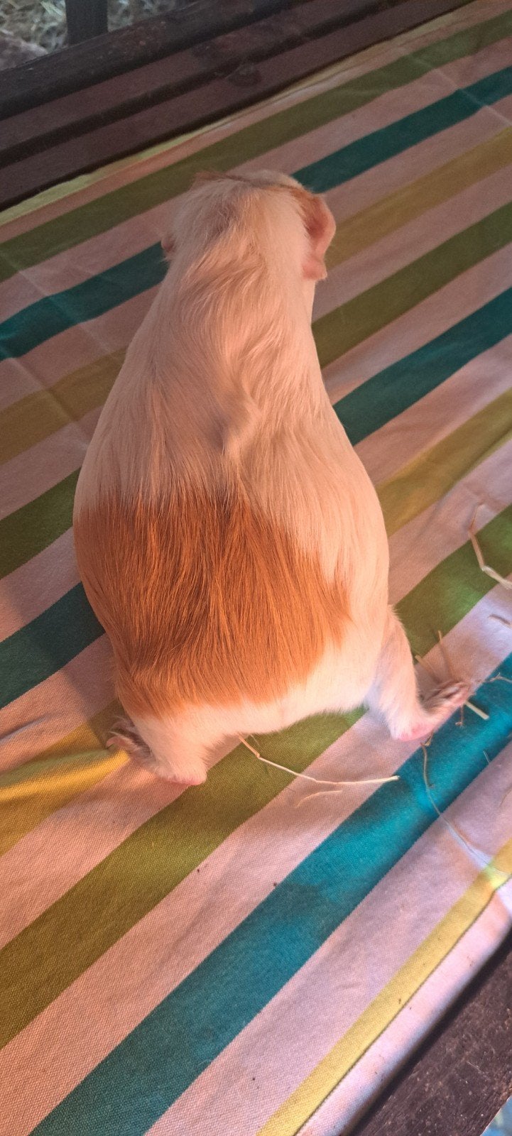 cavia zeugje, Dieren en Toebehoren, Cavia, April, Vrouwelijk, Tam