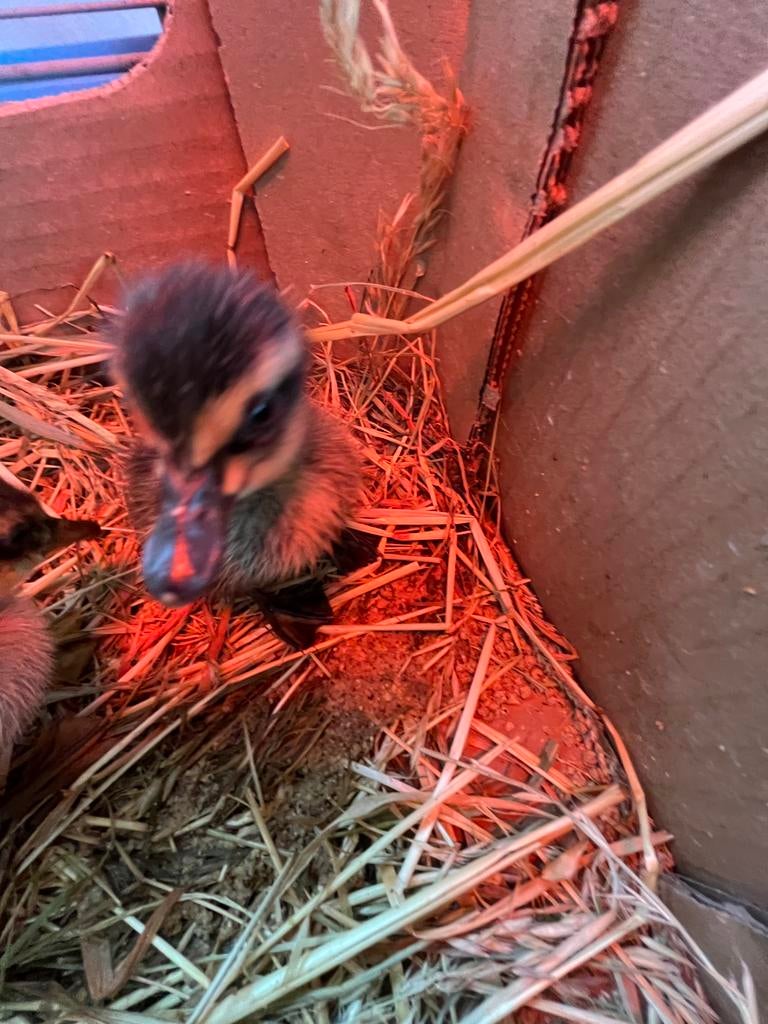 Eendjes, Dieren en Toebehoren