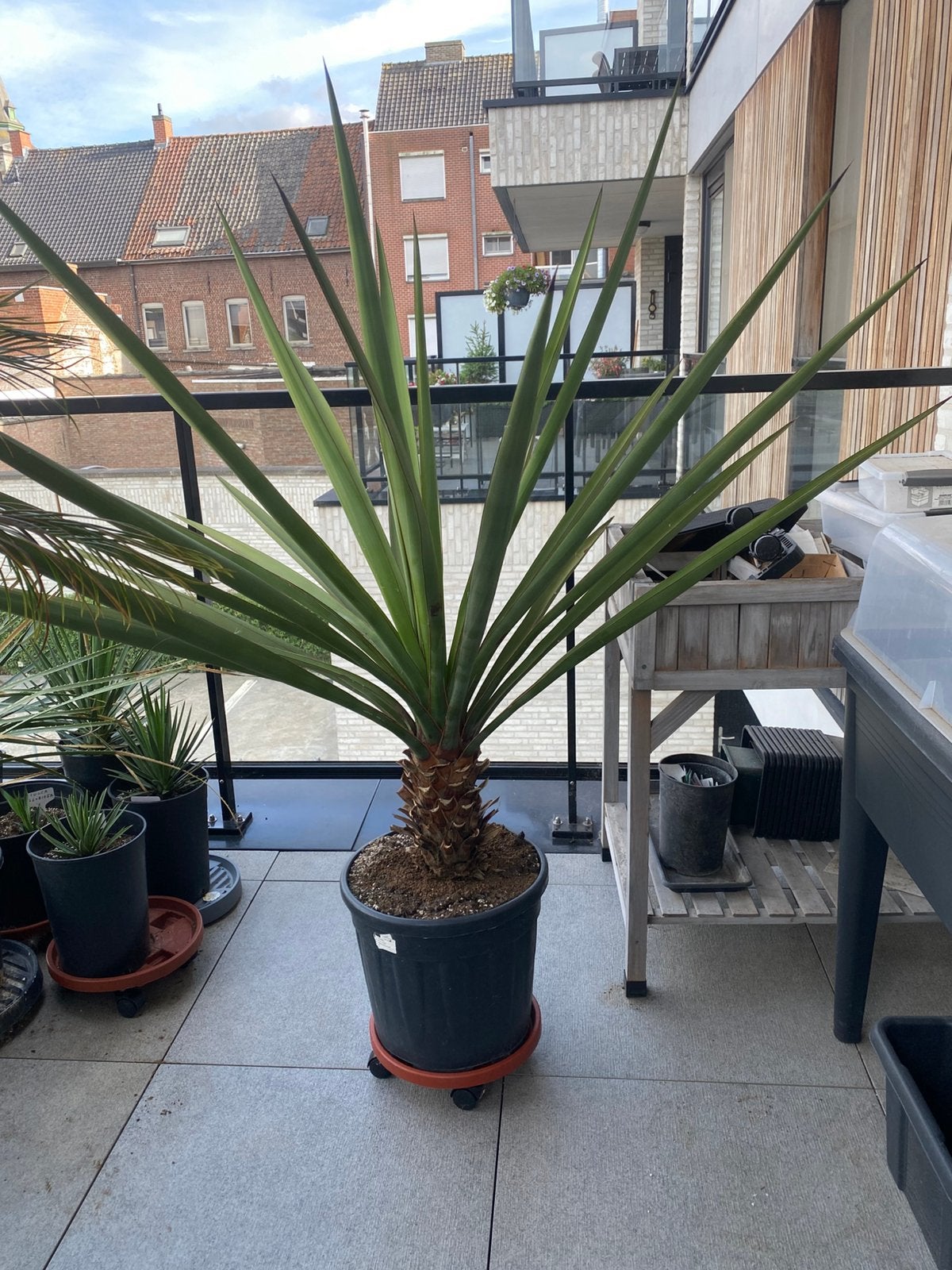 Yucca Gloriosa, Tuin en Terras, Bloeit niet, 100 tot 250 cm, Palmboom, Ophalen