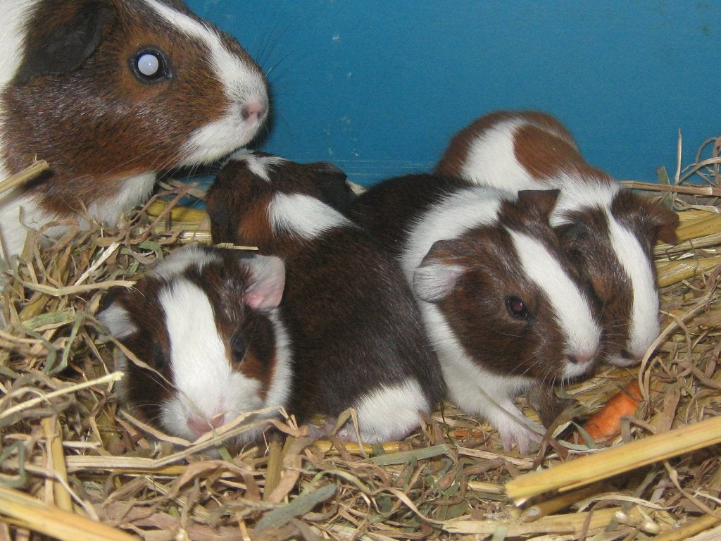 ik zoek 1 koppeltje cavias, Avril, Plusieurs animaux, Cobaye