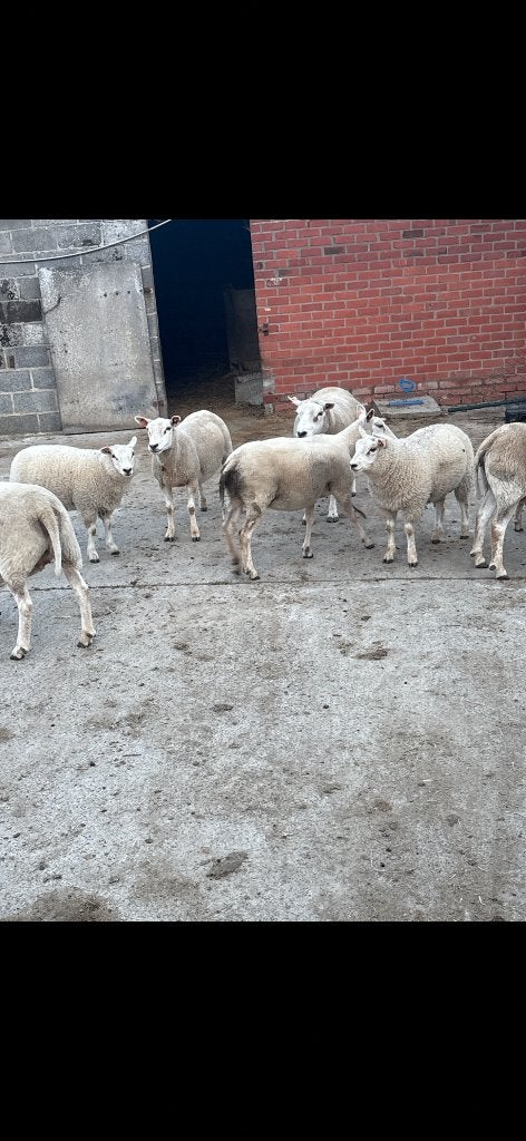 Schapen te koop, Dieren en Toebehoren, Schapen, Geiten en Varkens, Meerdere dieren, Schaap, 0 tot 2 jaar