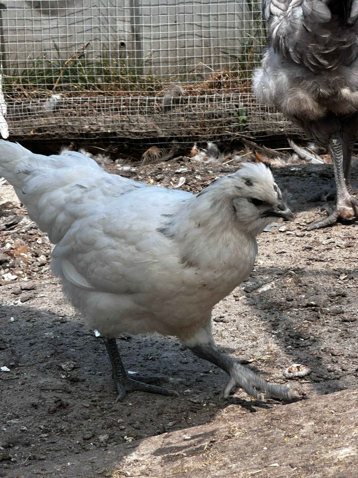 10 jonge kuikens 8 weken, Dieren en Toebehoren, Pluimvee, Meerdere dieren, Kip