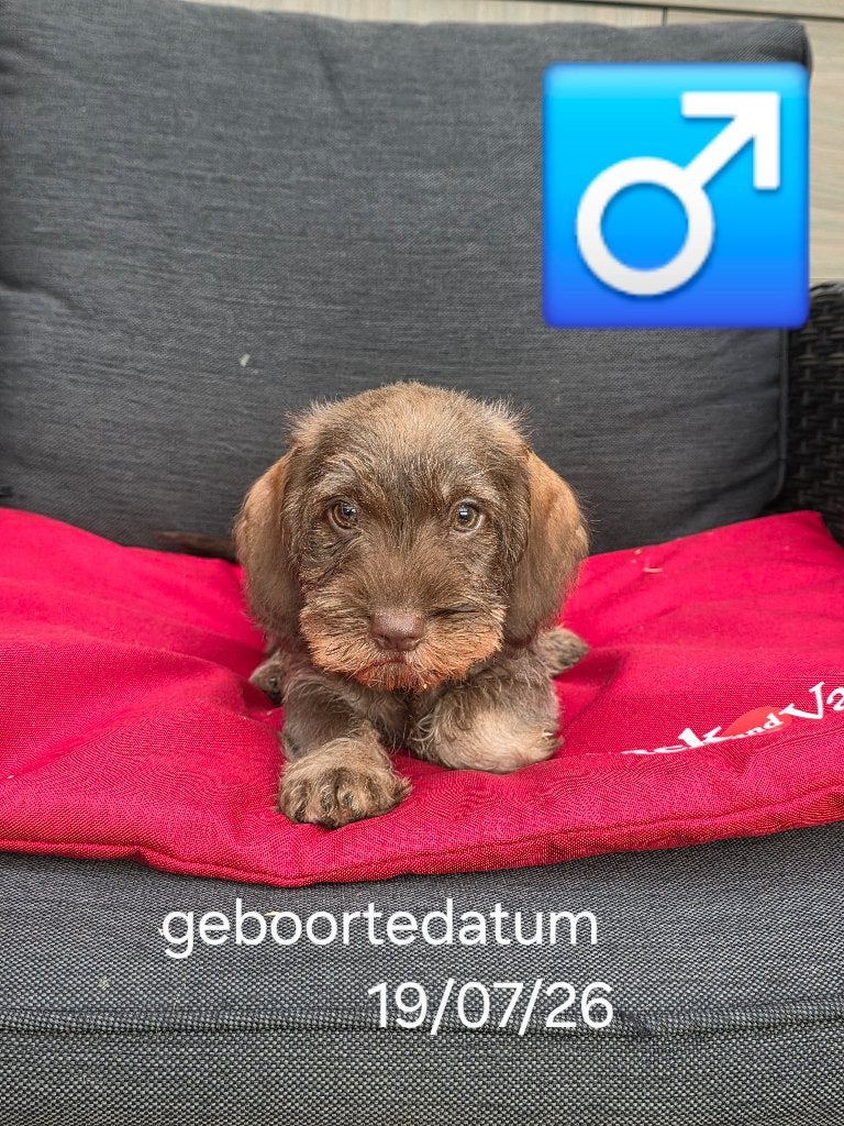 ruwhaar teckel pups, België, 15 weken tot 1 jaar, Dwerg, CDV (hondenziekte)