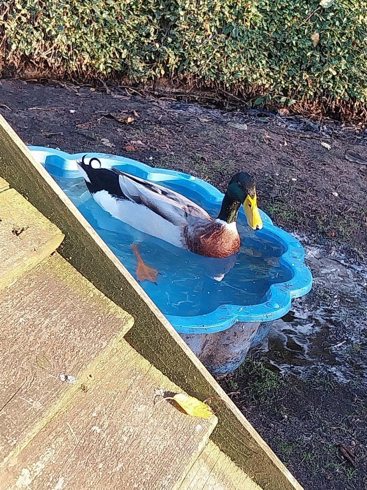 Mannetje indishe loopeend, Dieren en Toebehoren, Pluimvee, Eend, Mannelijk
