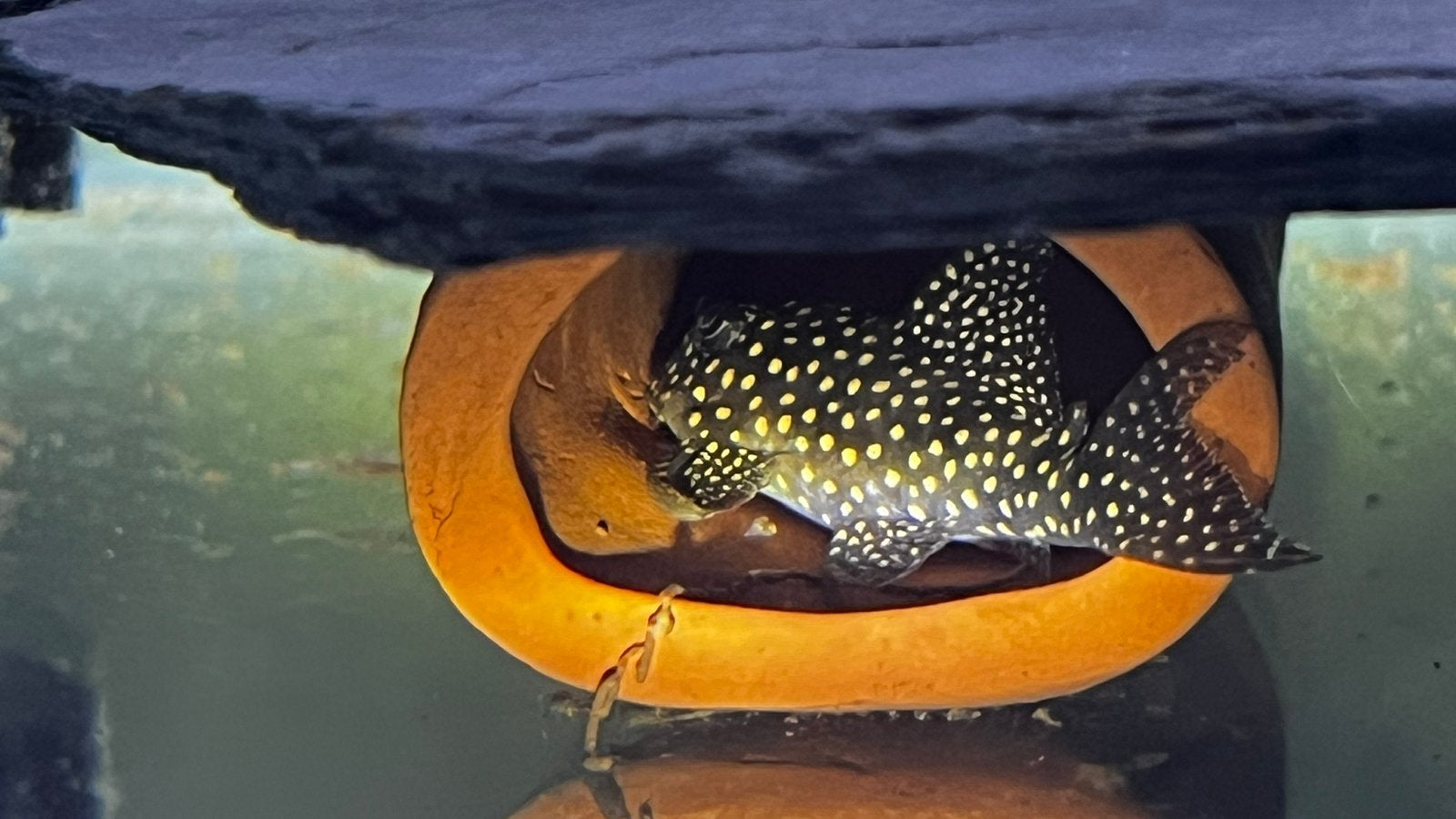 L136 (a,b en c) – eigen kweek van NV Aquatics, Dieren en Toebehoren