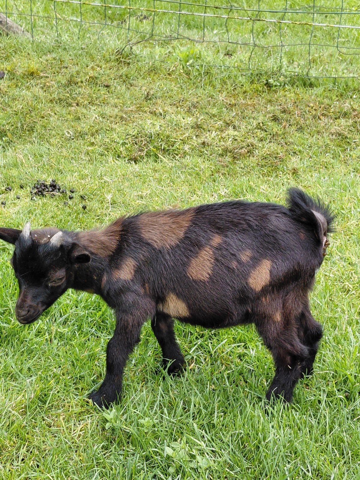 Dwerggeiten, Animaux & Accessoires, Moutons, Chèvres & Cochons