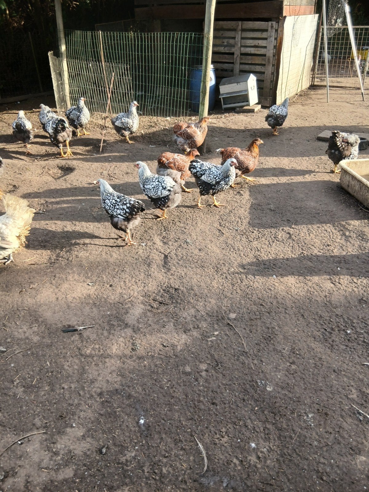 wyen dot kippen, Dieren en Toebehoren
