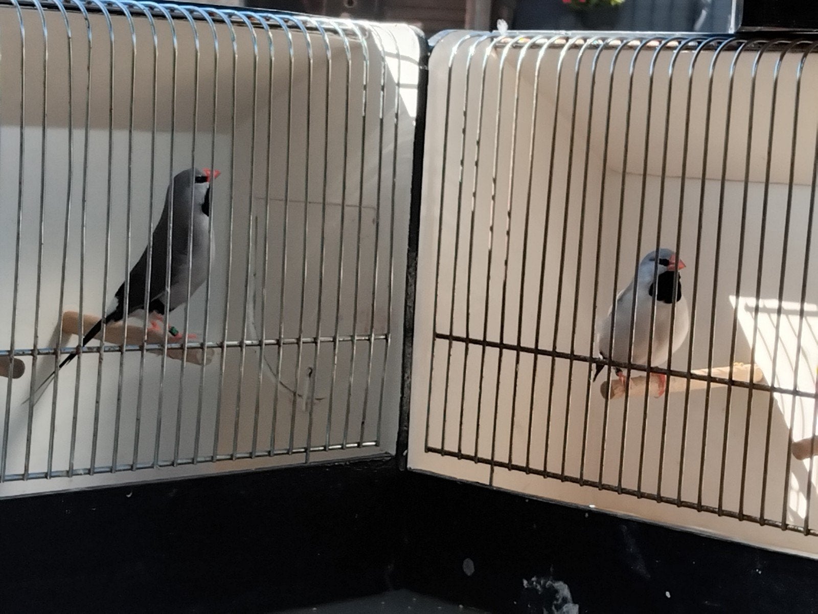 2 mans 2026 , vaste ring, Dieren en Toebehoren, Mannelijk, Tropenvogel, Geringd