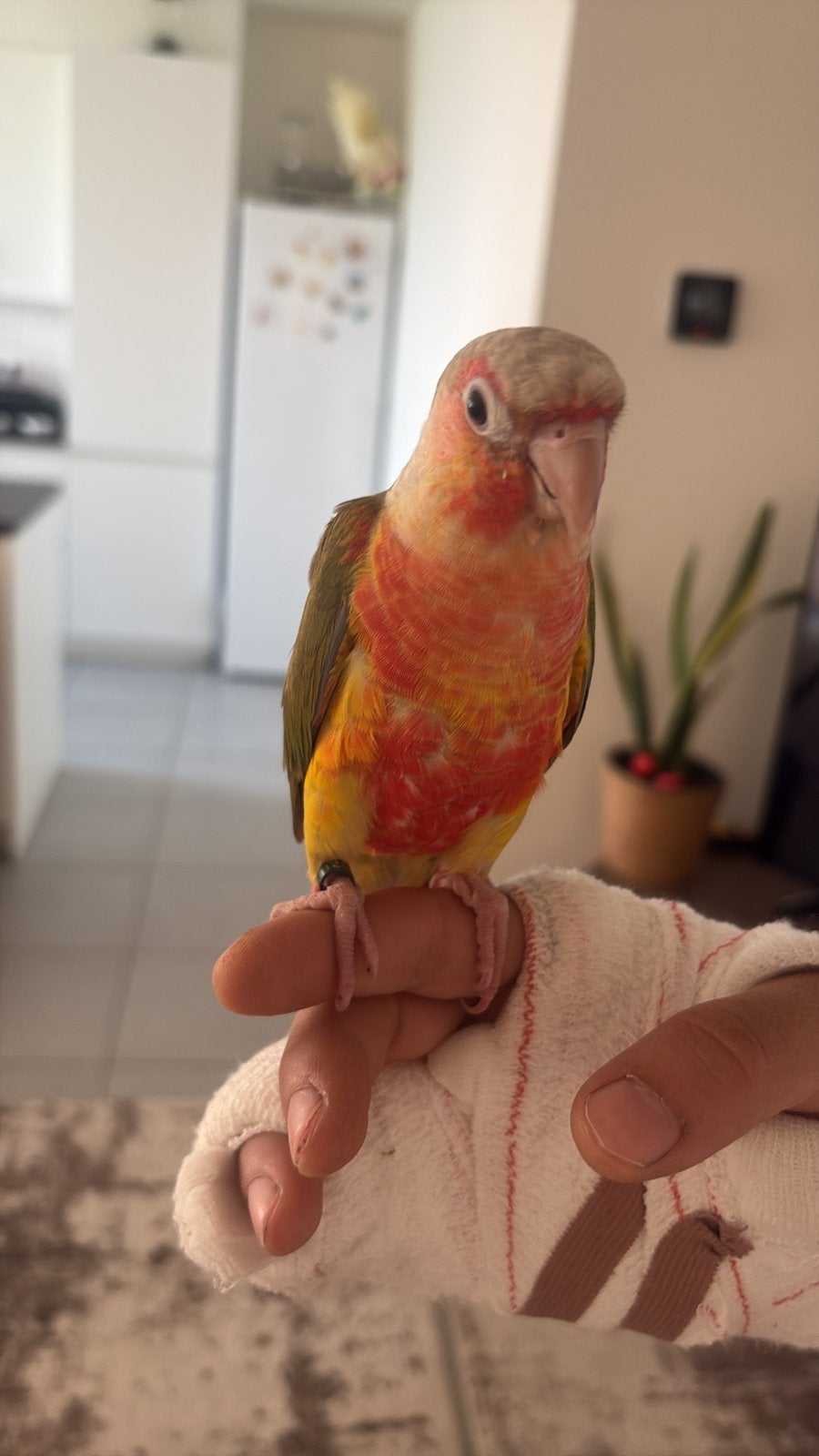 Heel tam, Dieren en Toebehoren, Tam
