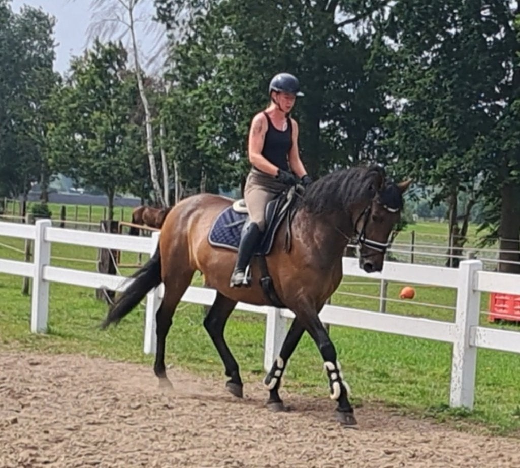 Prachtige PRE merrie 1.72hoog betuigd & gereden, Dieren en Toebehoren, Merrie, Met stamboom, 170 tot 175 cm, 11 jaar of ouder