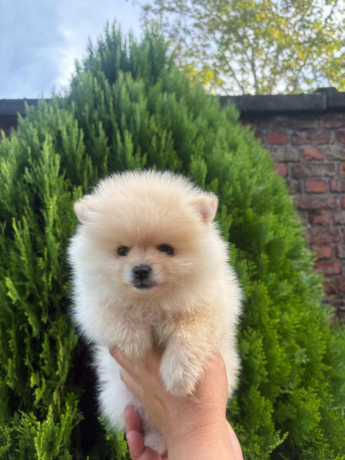 Chiot de Poméranie, Chien (mâle), Belgique, 8 à 15 semaines, Éleveur | Loisir