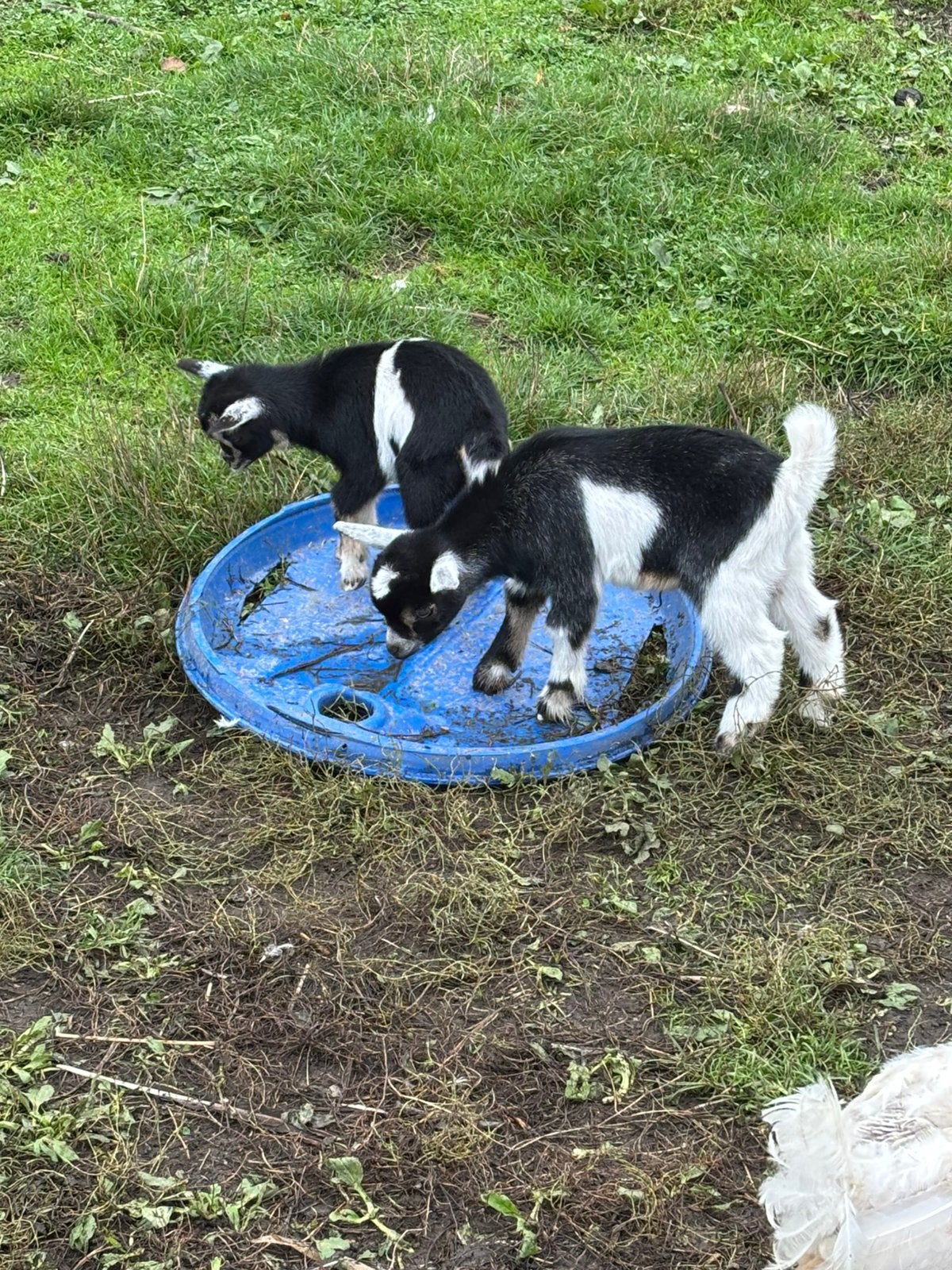 Chèvre naine, Plusieurs animaux, Chèvre, 0 à 2 ans
