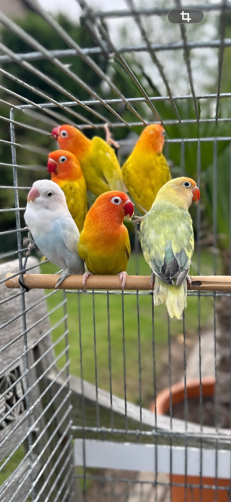 fischeri, Plusieurs animaux, Perroquet nain ou Inséparable, Bagué