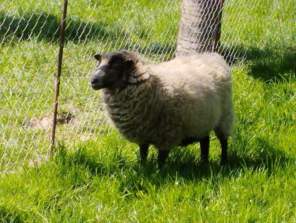 Agnelle