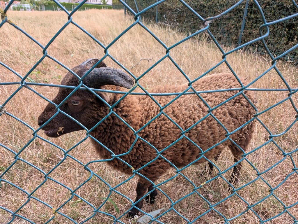 Bruin Ouessant ramlam, Mâle, Mouton, 0 à 2 ans