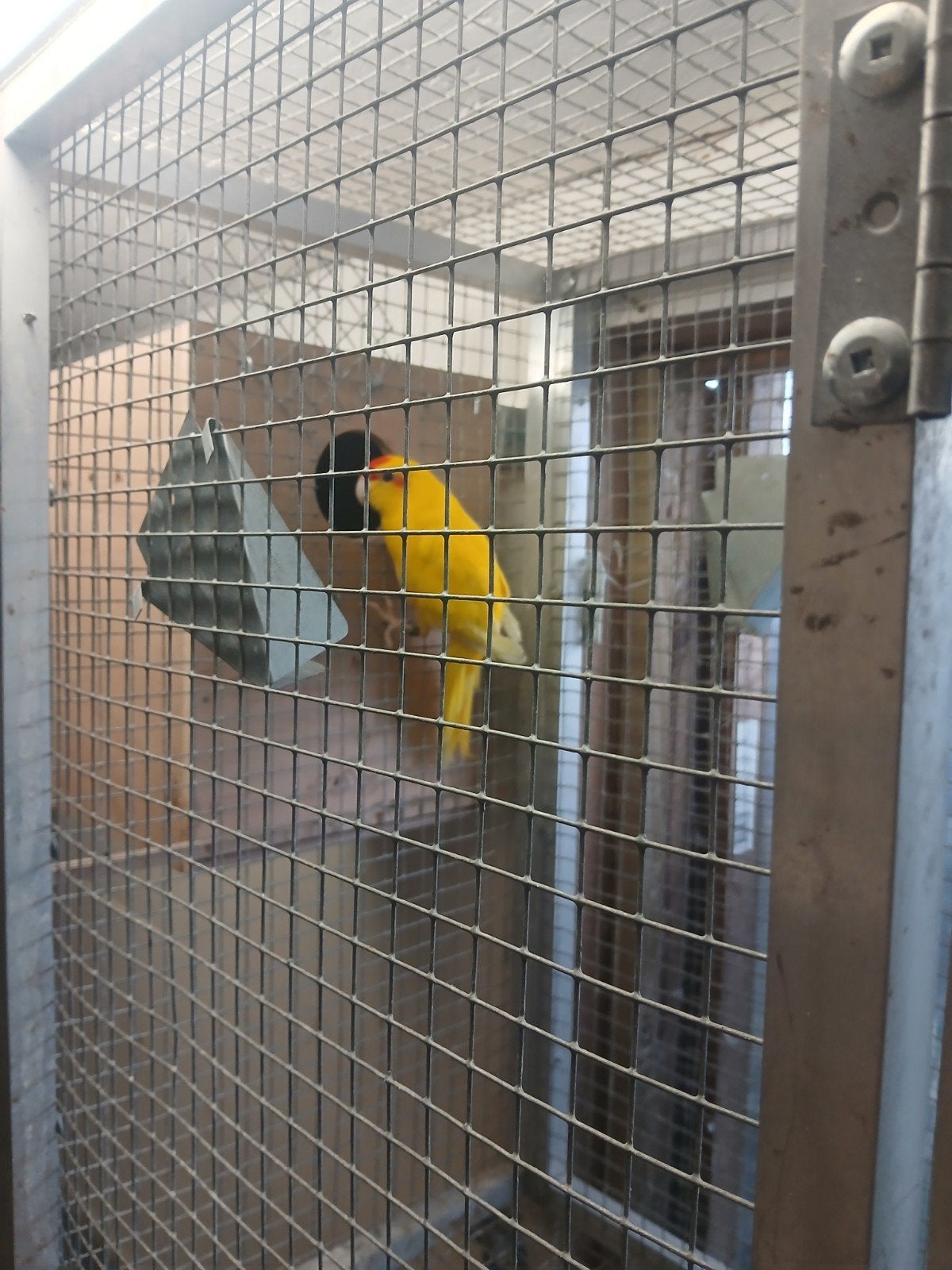 Kakariki  20  st  2 mans  de geele