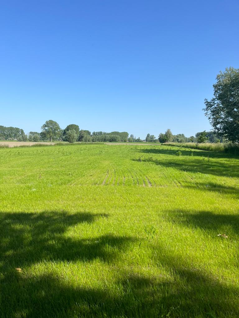 Weide te huur Lokeren 8.000m2, Dieren en Toebehoren, Stalling en Weidegang, Weidegang, 2 of 3 paarden of pony's