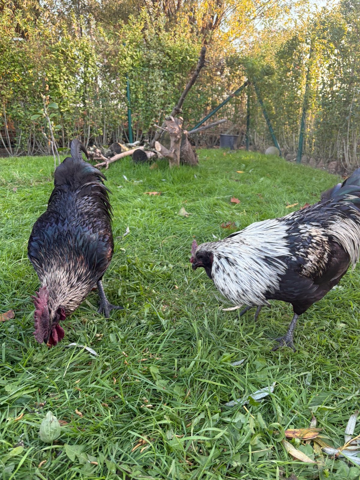 Hanen Muffin en Henk, Mannelijk, Kip