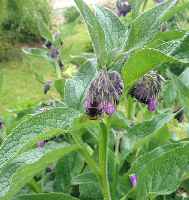 Russische smeerwortel, Ophalen