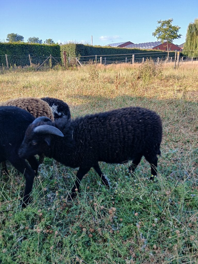 Ouessant ram lam, Mannelijk, Schaap, 0 tot 2 jaar