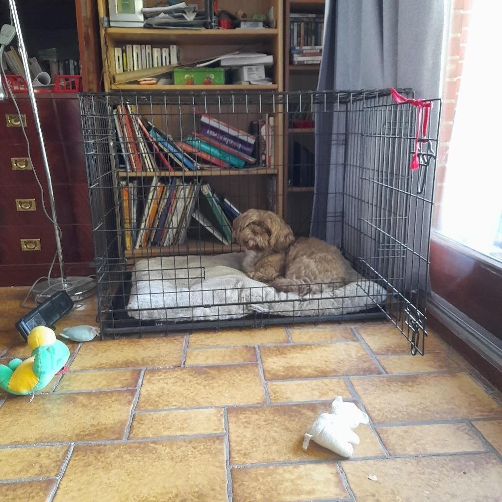 Cage d'intérieur pour chien L achetée chez Tom & Co, Animaux & Accessoires, Autres marques, Enlèvement, Utilisé, Autres types