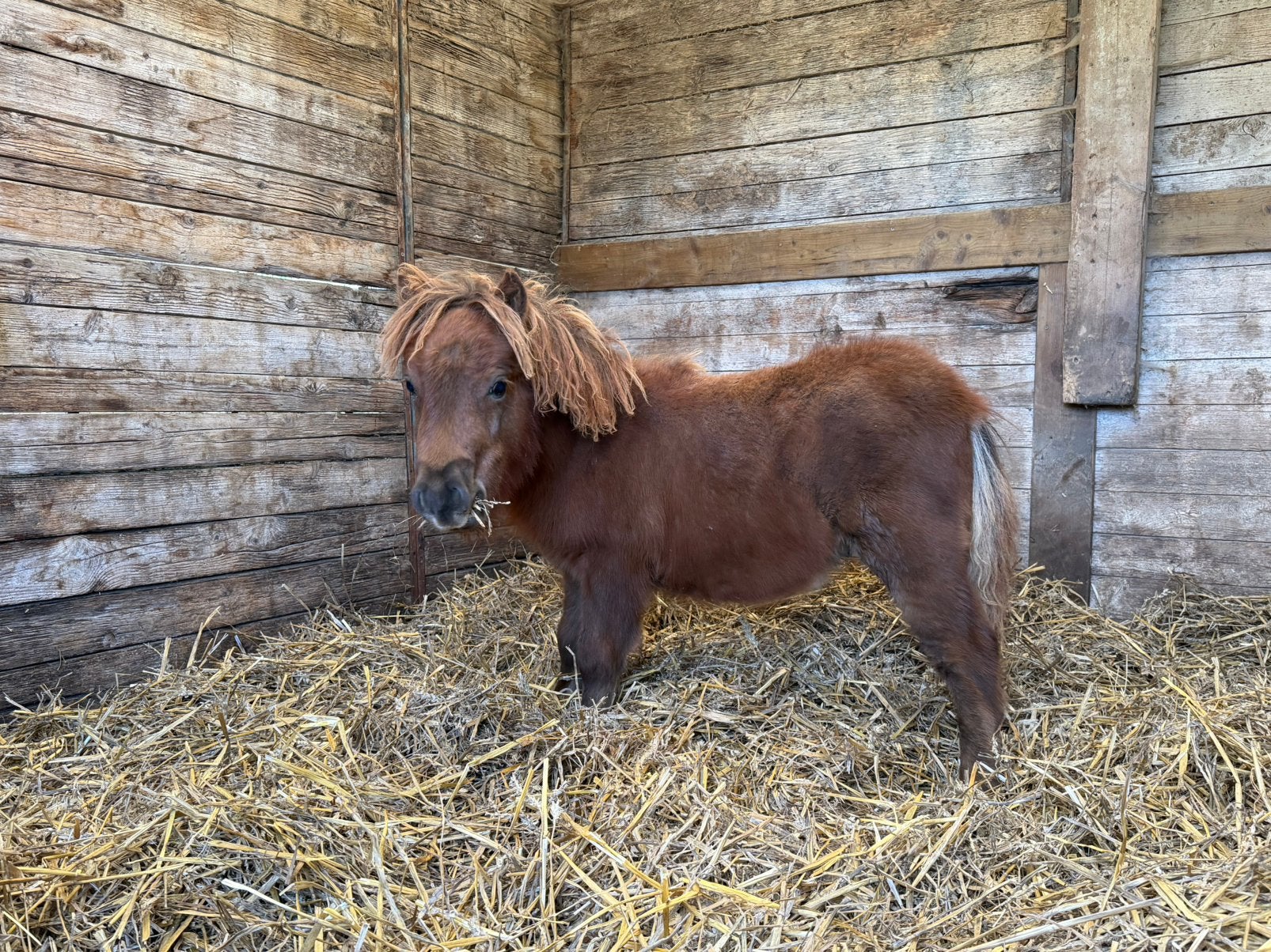 Entiers poulains 6 mois, Animaux & Accessoires, Poney de récréation, Poney A (jusqu'à 1.17 m), Étalon, 0 à 2 ans