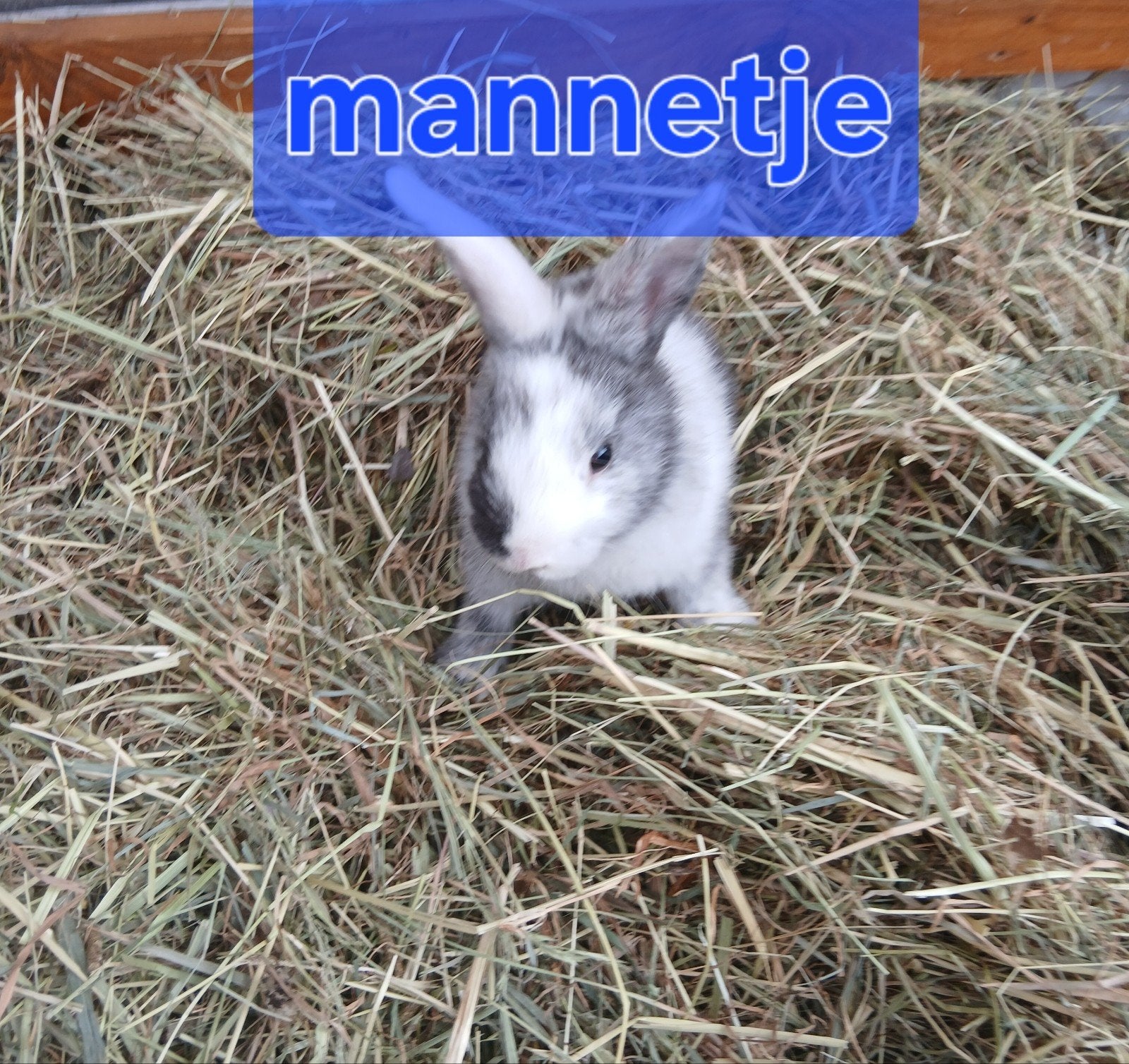 dwergkonijntjes (mannetjes), Mâle, Nain, 0 à 2 ans