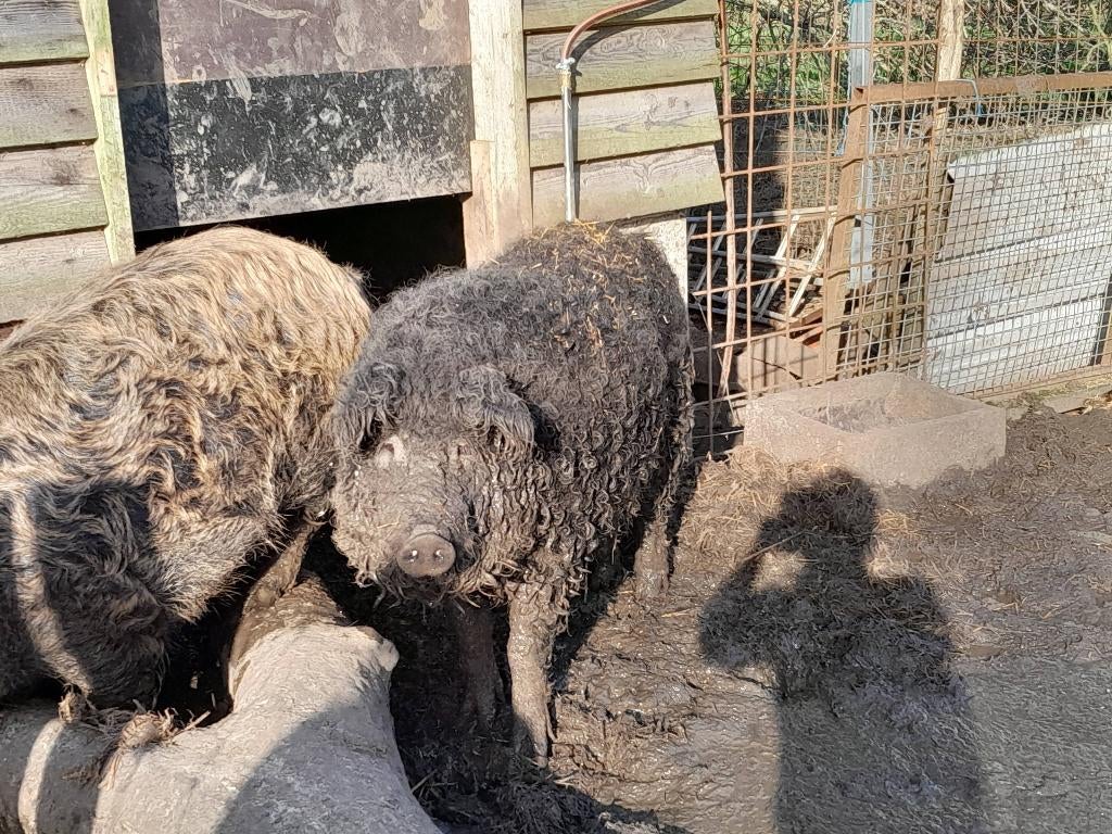 Mangalica dekbeer, Dieren en Toebehoren, Mannelijk, Varken