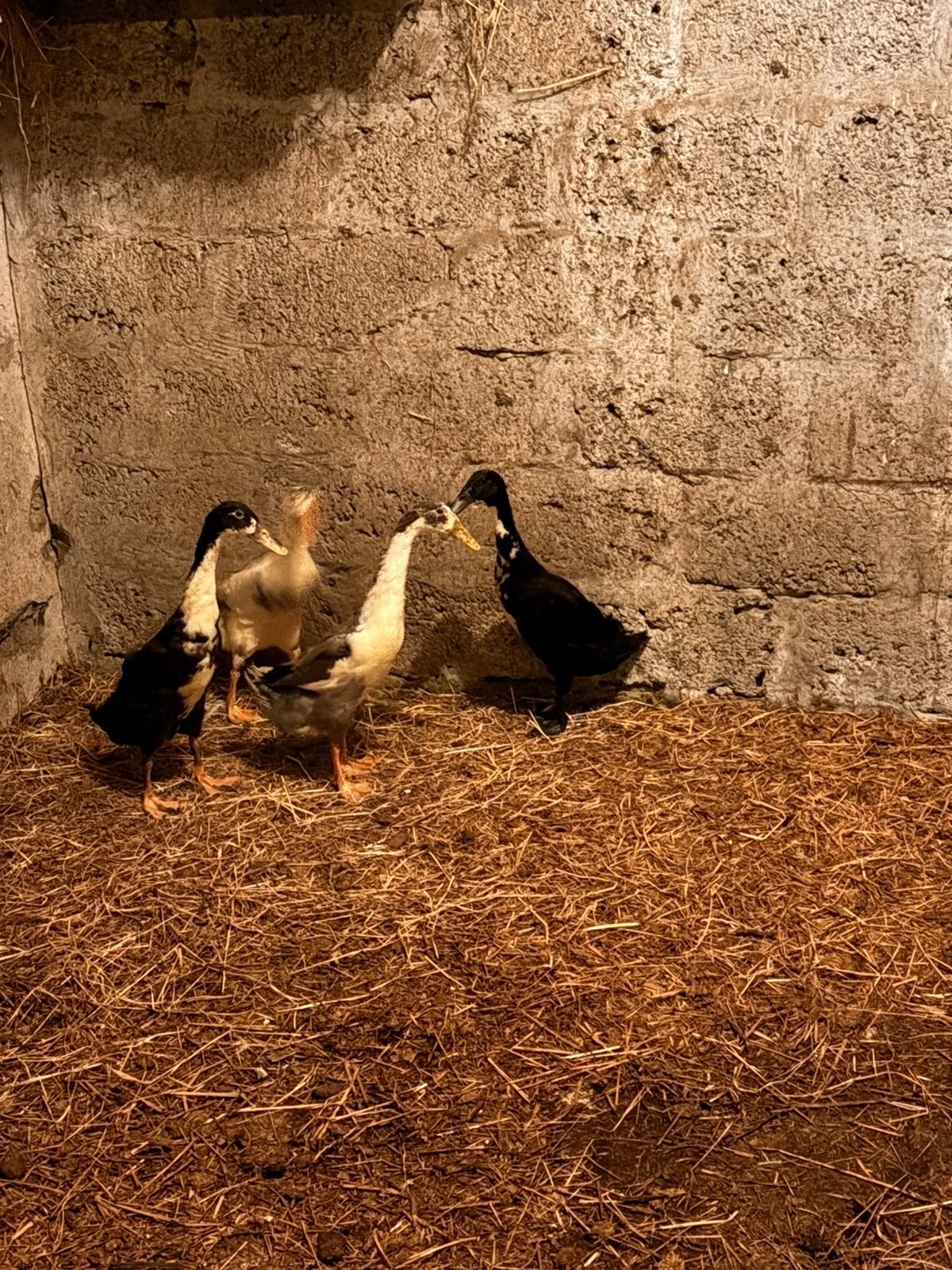 2 loopeenden (mannelijk), Dieren en Toebehoren, Mannelijk, Eend