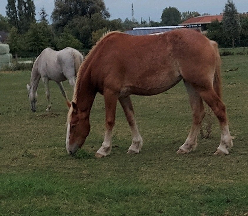 Vlaams trekpaard, Dieren en Toebehoren, Merrie, 170 tot 175 cm, Onbeleerd, Recreatiepaard