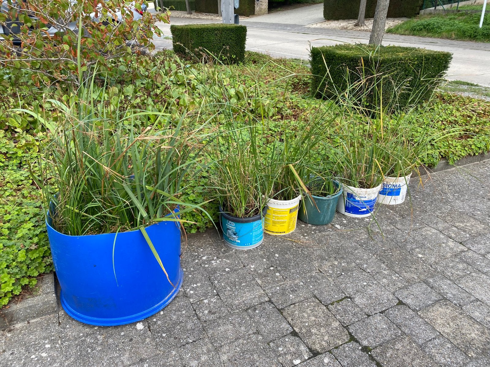 Plantes de bassin, Enlèvement