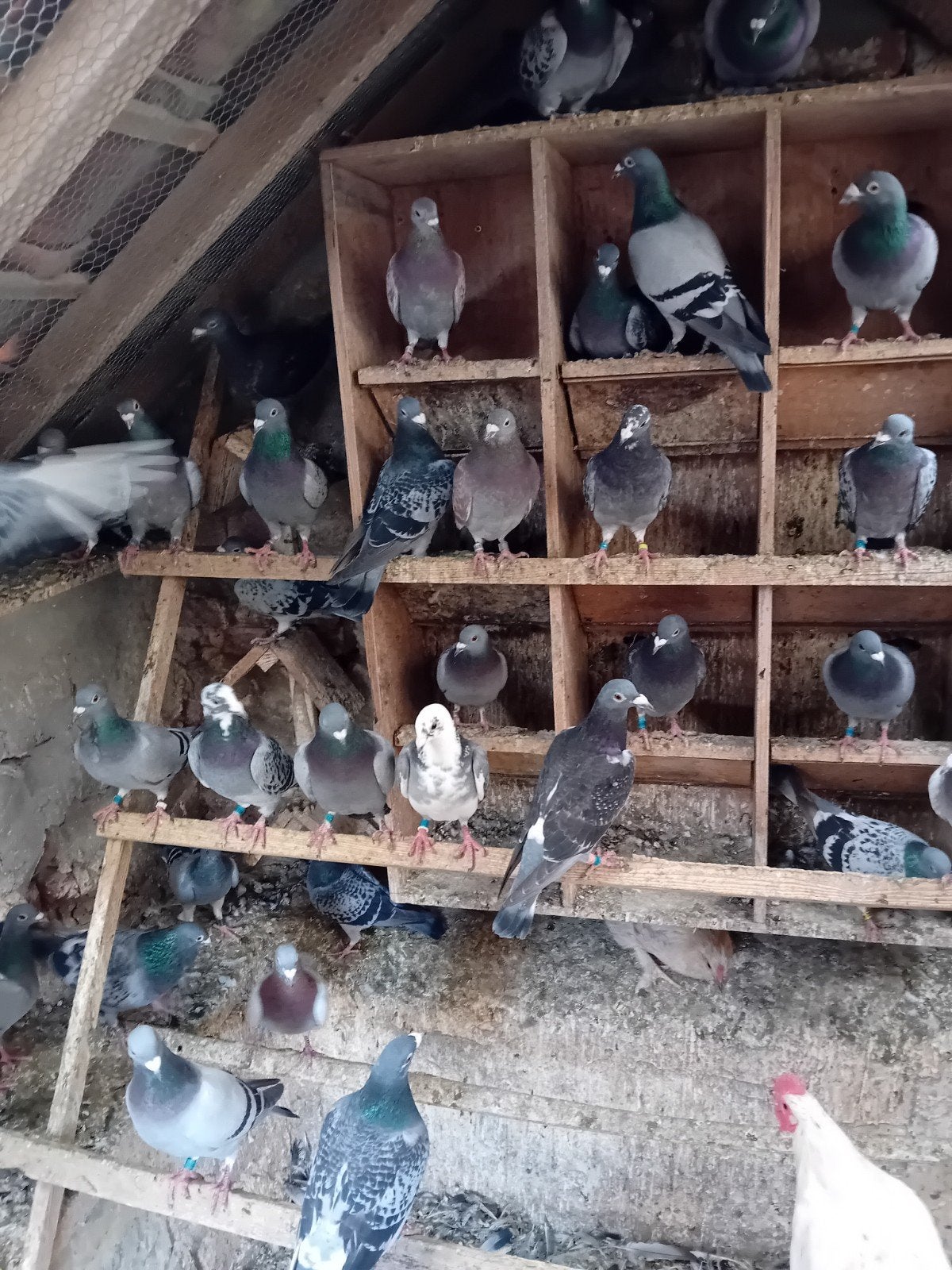 pigeons voyageurs, Animaux & Accessoires