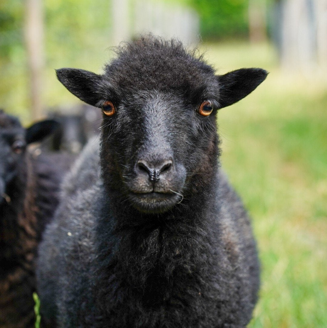 Ouessant schaapjes te koop ('24 & '26), Dieren en Toebehoren, Meerdere dieren, Schaap, 0 tot 2 jaar