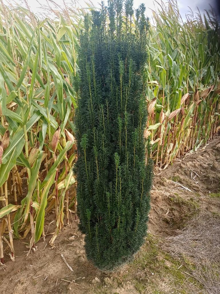 Taxus fast (riemst), Tuin en Terras, Ophalen